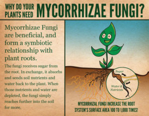 mycorrhizae fungi
