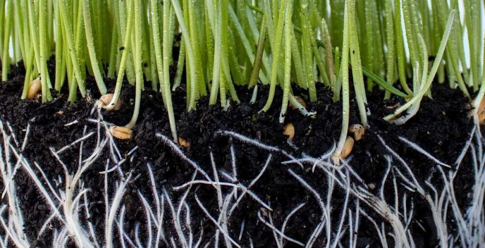 The Power of Mycorrhizal Diversity in the Home Garden