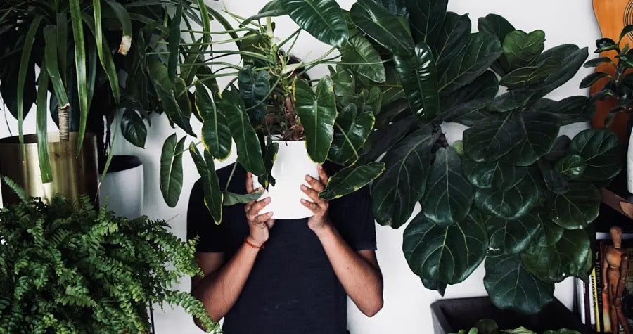 Gen Z & Plants