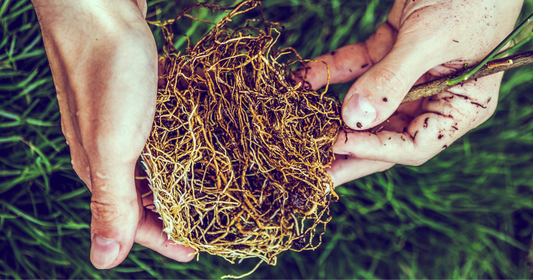 What is root stimulant? Boost plant health naturally.