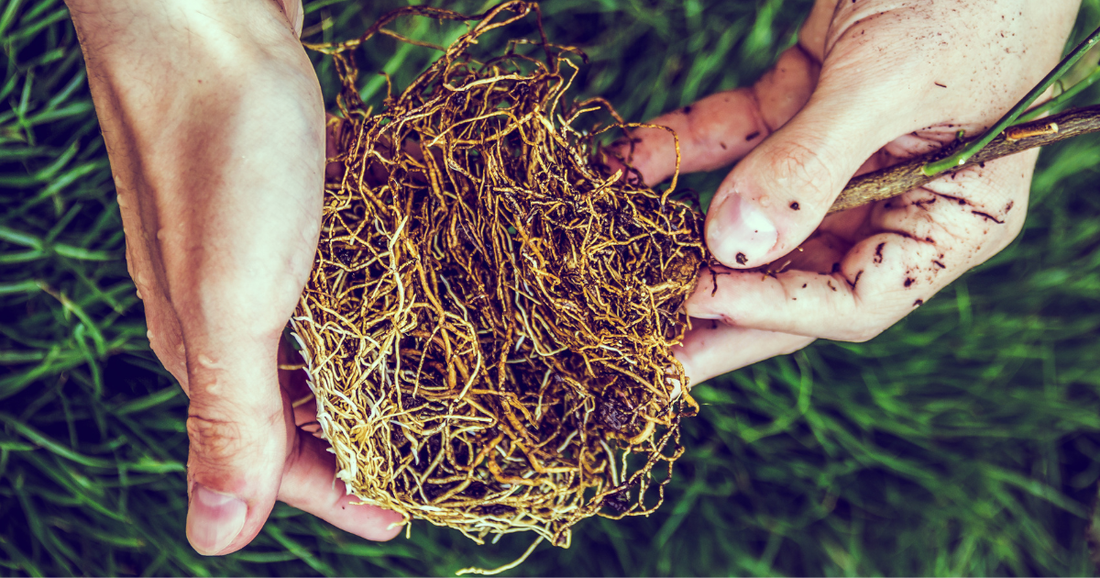 What is root stimulant? Boost plant health naturally.