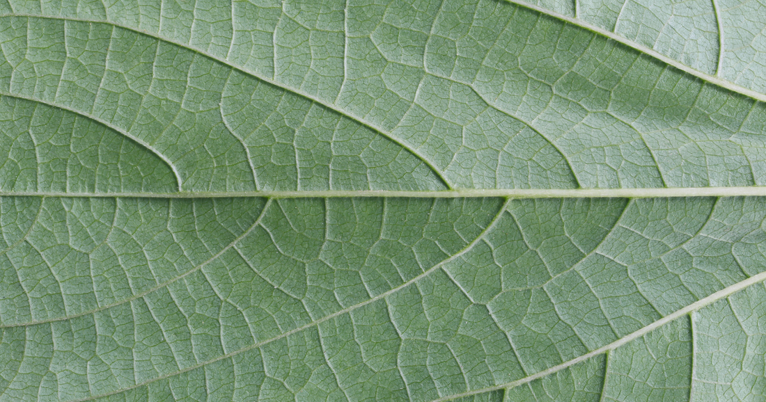Bundled plant care: boost resilience with biostimulants