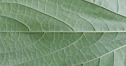 Bundled plant care: boost resilience with biostimulants