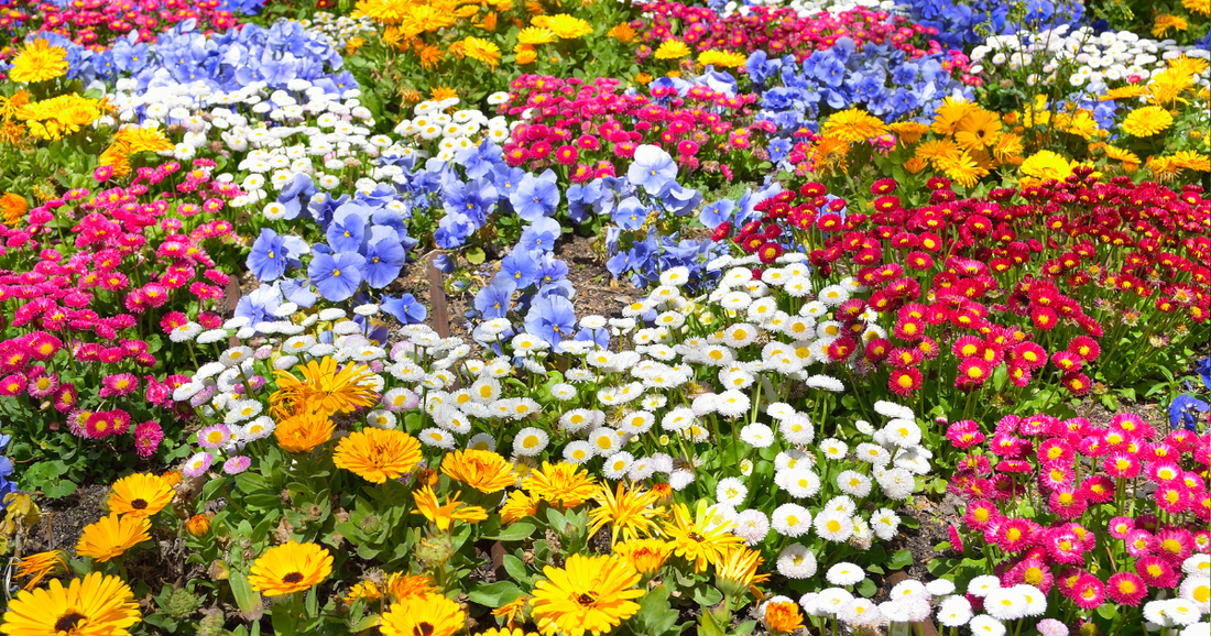 What Is Nutrient Uptake in Plants? A Home Gardener's Guide