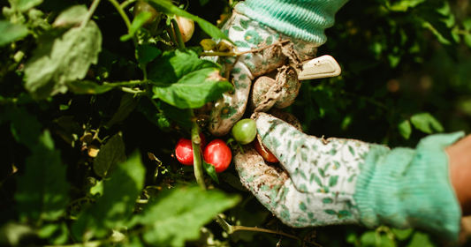 gardener's hands tending to a cluster of tomatoes in a garden.