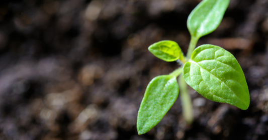How to boost plant nutrient uptake for stronger growth