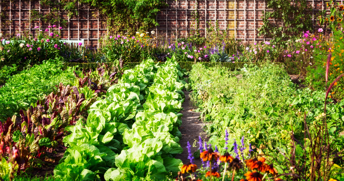 Top plant care trends for better results