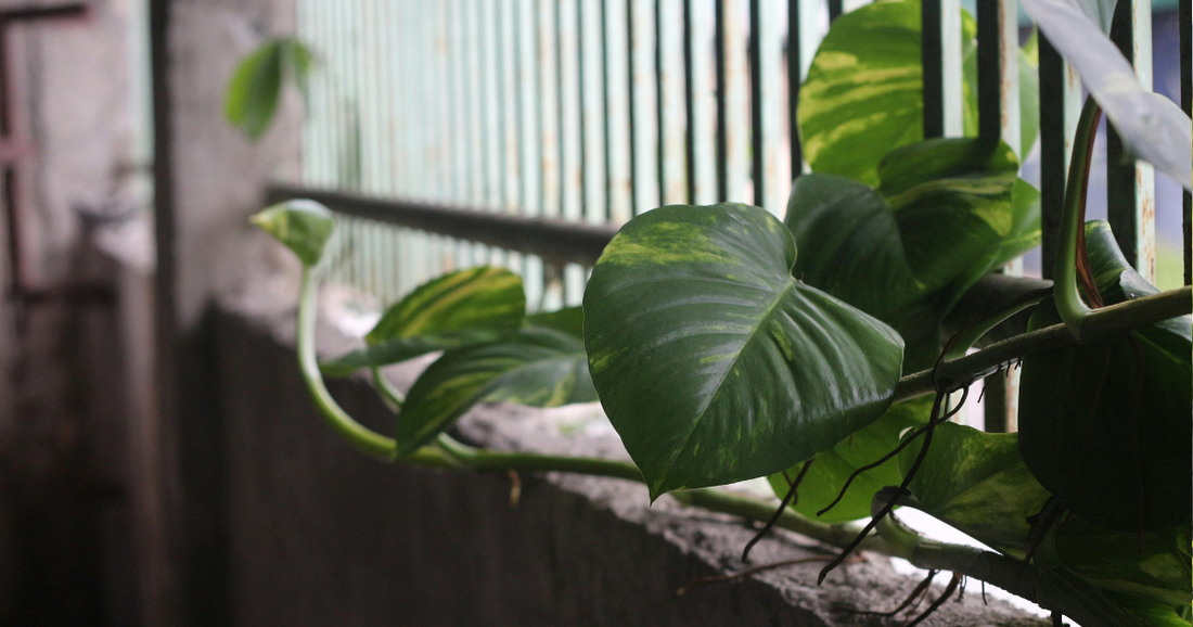 Soil amendment examples: boost garden health with proven solutions