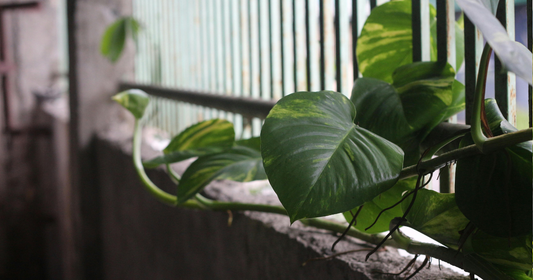 Soil amendment examples: boost garden health with proven solutions