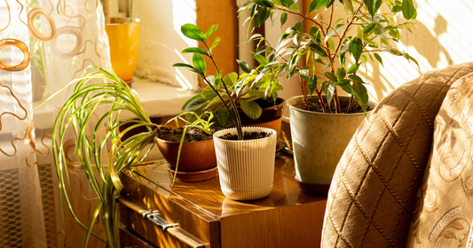 indoor plants sitting on a sunny side table in a brightly lit living area.