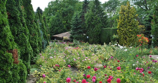 Best Practices for Healthy Roots in Your Garden
