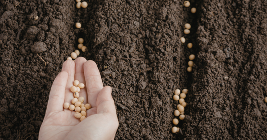 Gardener's hand planting seeds in neat rows of soil.