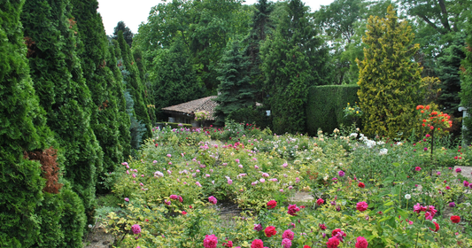 Natural ways to boost plant growth: the ultimate how-to guide