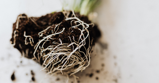 Boost Tree Survival: Why Root Health Matters Most
