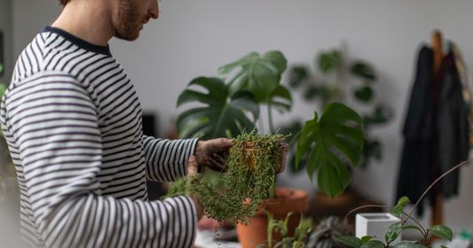 man examining a string of pearls plant