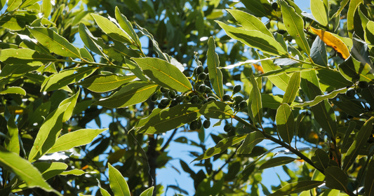 Boost plant health and nutrient uptake