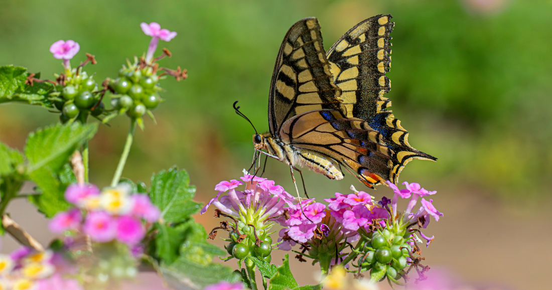 Gardening Tips for Beginners