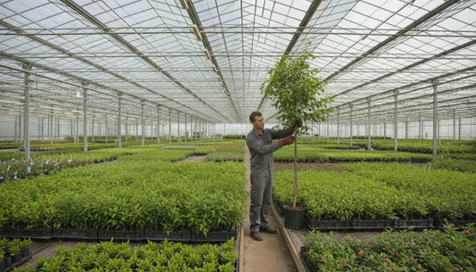 Nursery worker inspecting healthy young tree saplings in a commercial greenhouse