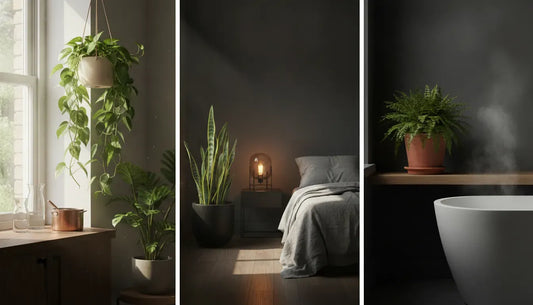 Water indoor plants in a bright kitchen, bedroom, and bathroom with healthy houseplants