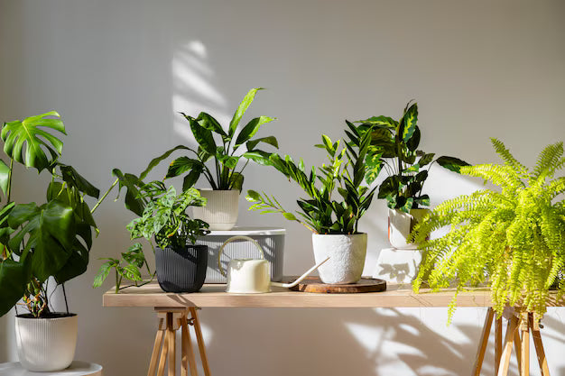 Indoor plants displayed on a table.