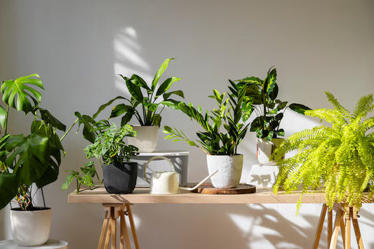Indoor plants displayed on a table.