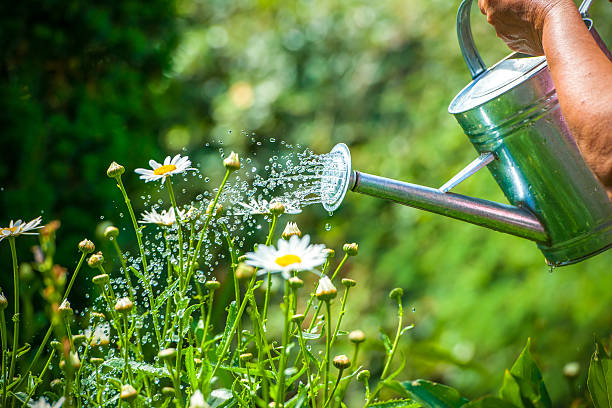 Watering can applying drench of biostimulant in a garden bed.