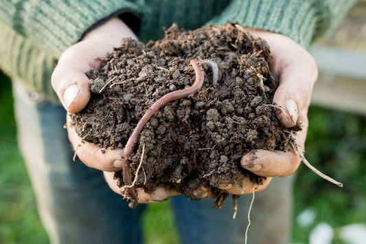 How to improve soil nutrient uptake for thriving gardens