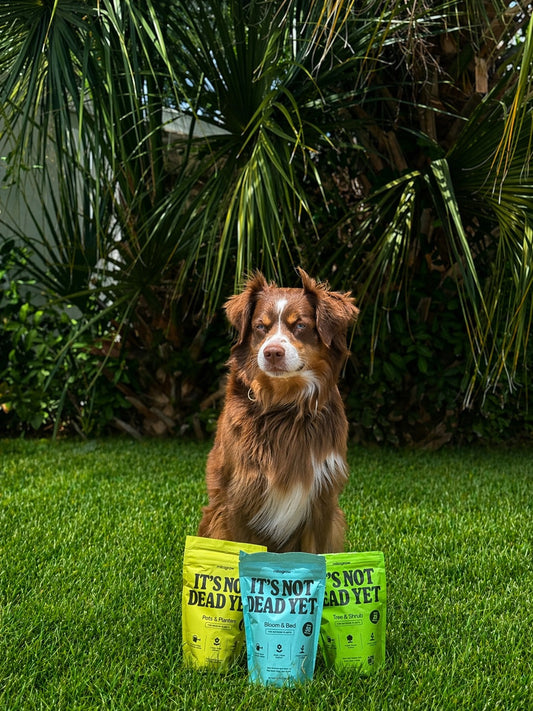 Pet-safe plant care tips for indoor gardeners