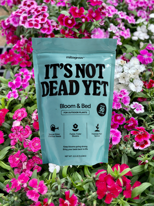 Bloom & Bed