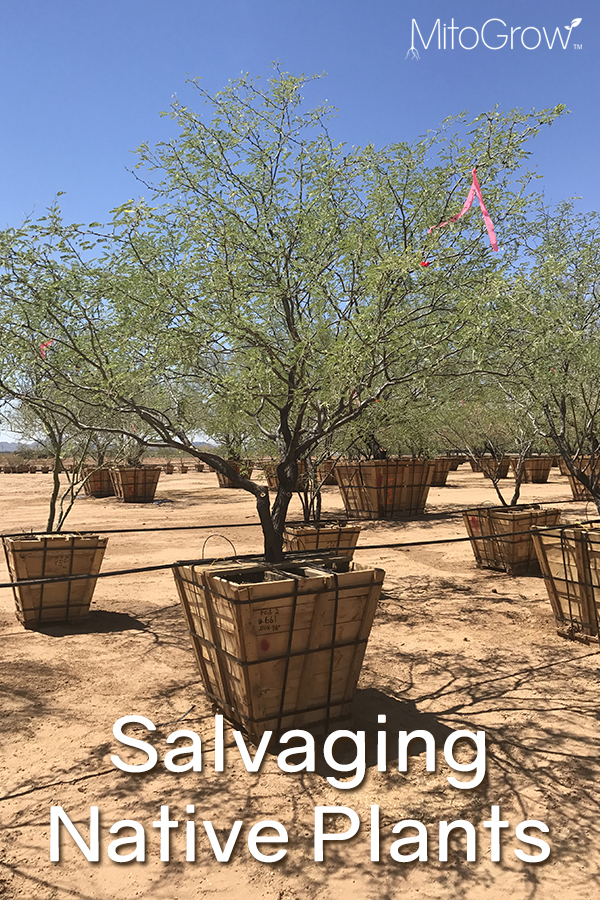 Salvaging Native Plants