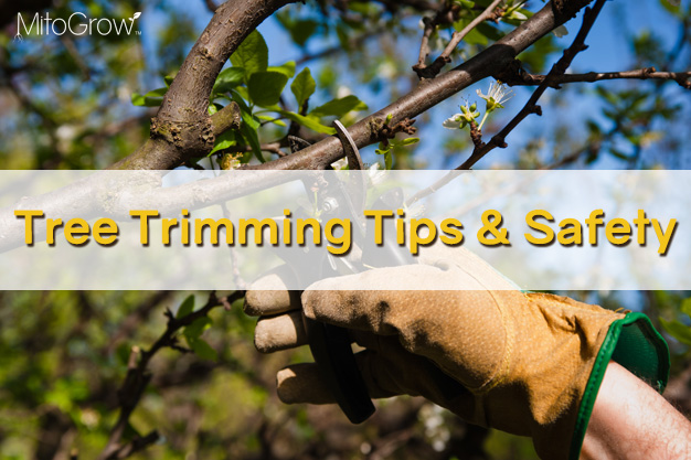 Tree trimming tips