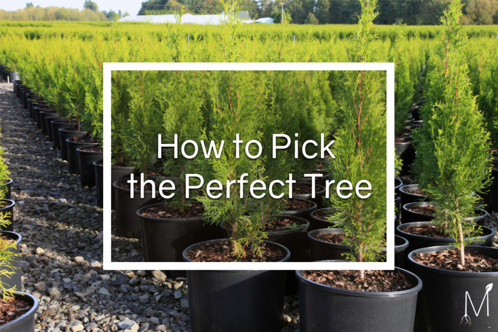 Perfect Tree - Blog
