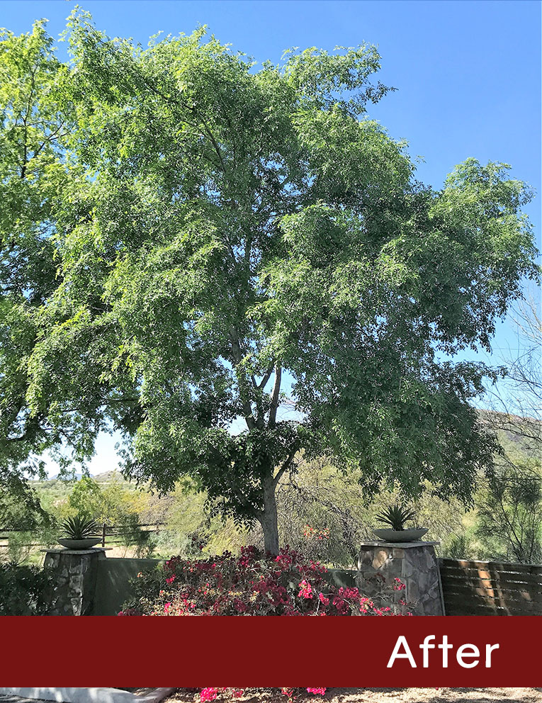 Treated-Chinese-Elm