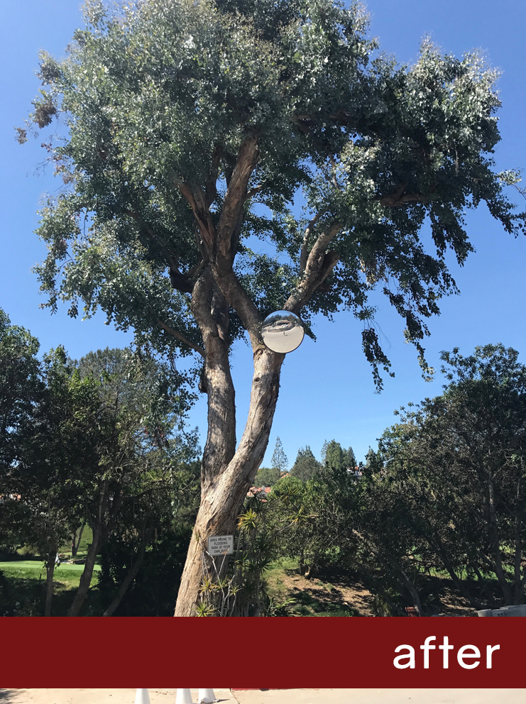 Eucalyptus-After