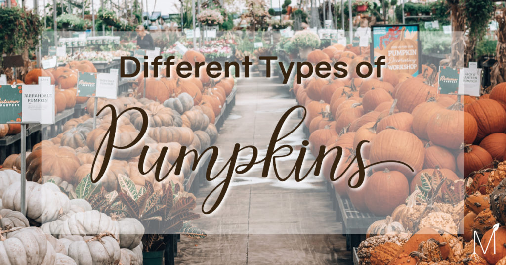 Types of Pumpkins
