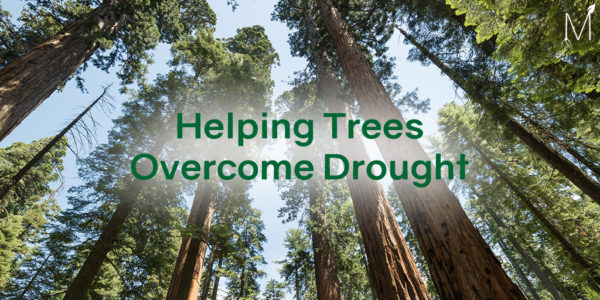 Helping Trees Overcome Drought | MitoGrow™