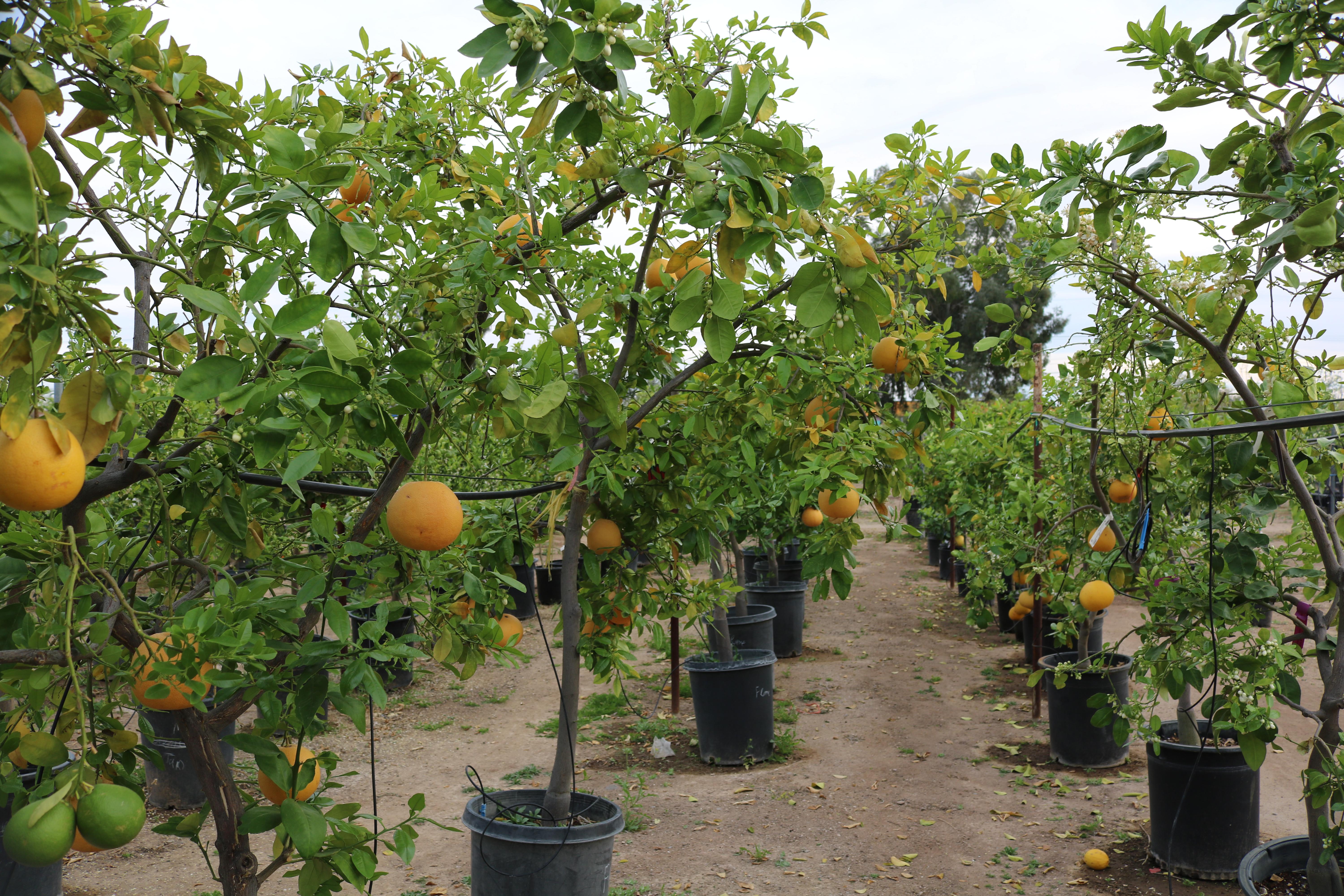Citrus trees at a local nursery