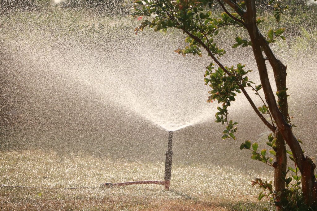 Summer Tree Care: Proper irrigation is key