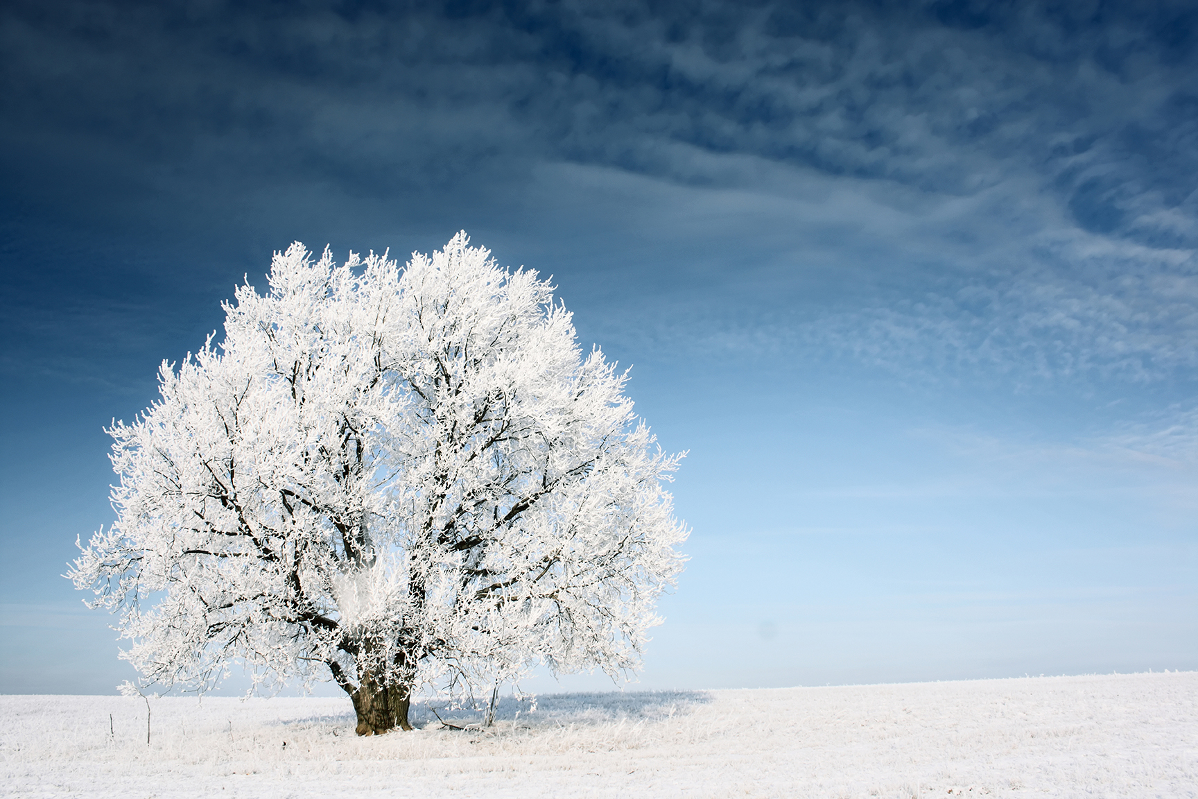 Winter Tree Care Tips